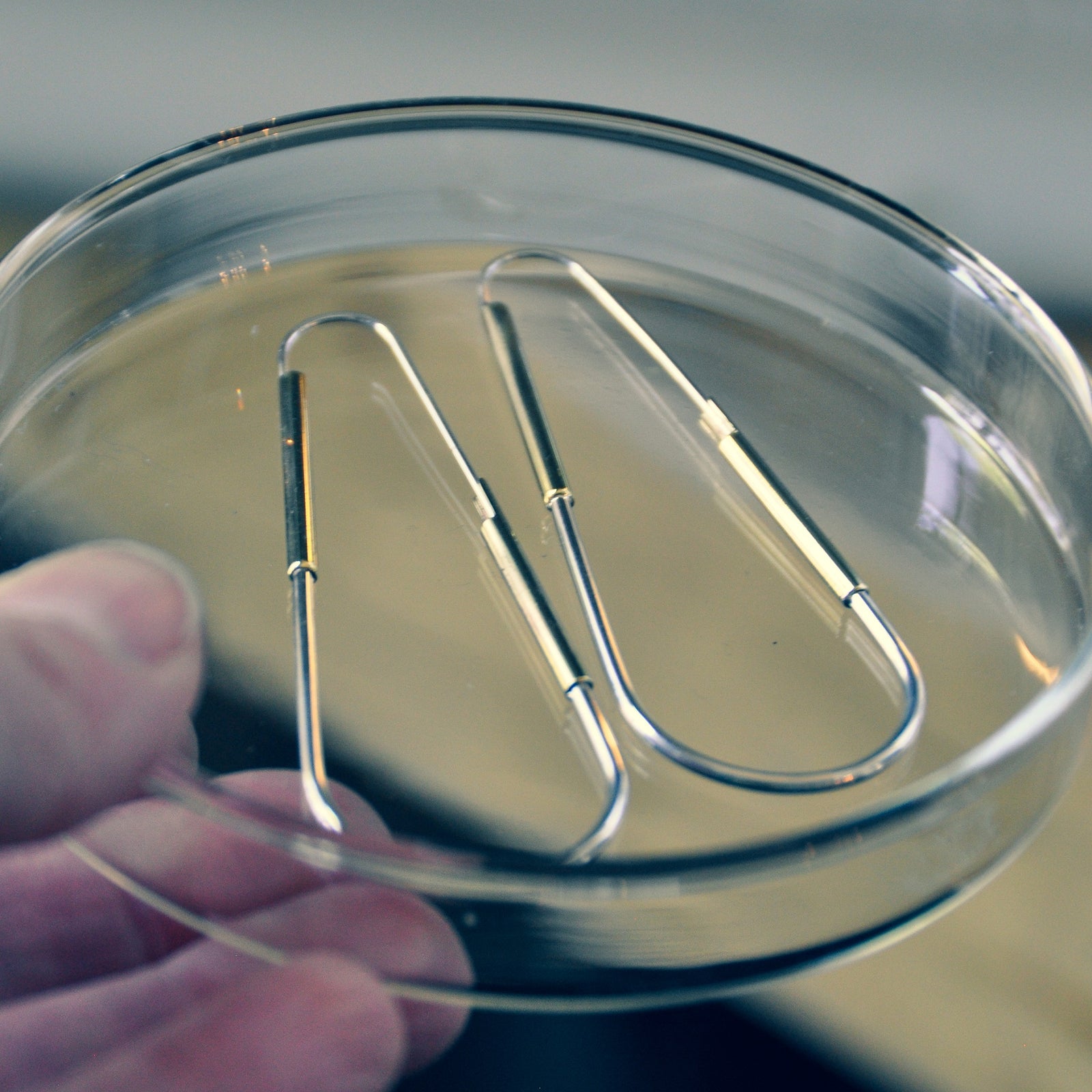 Cappio Earrings Brass